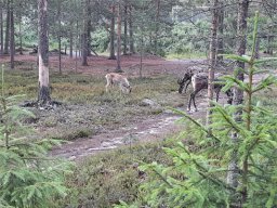 WM_Finnland_23